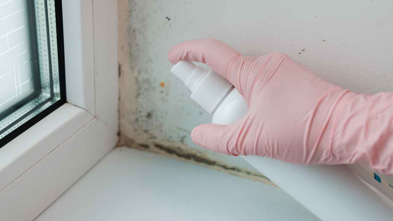 Mold Remediation Near Me